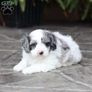 Drew (F1 B), Cavapoo Puppy